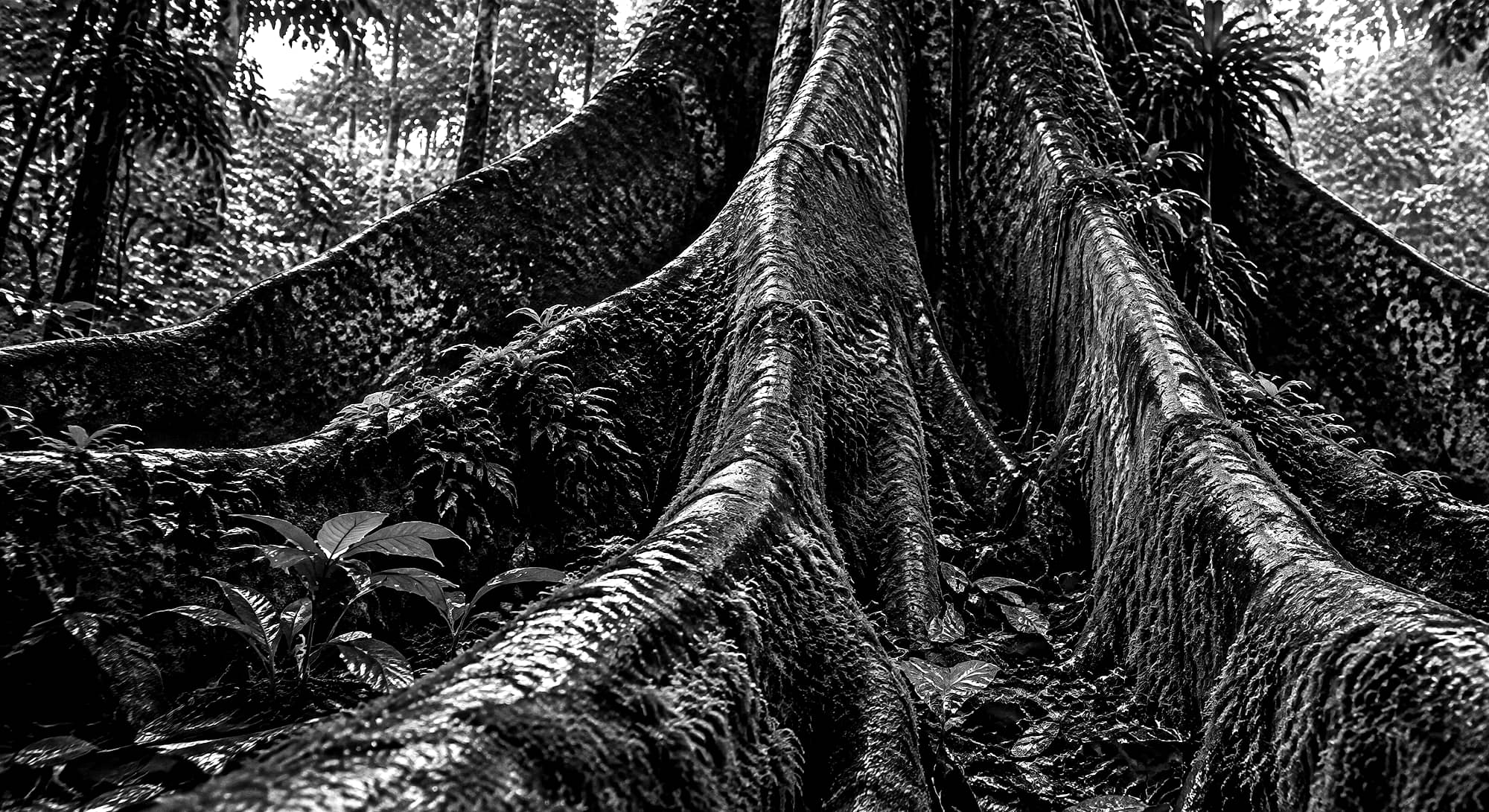 Raíces tabulares de una ceiba antigua en la selva, en blanco y negro.